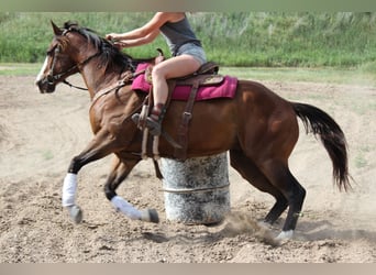 American Quarter Horse, Castrone, 13 Anni, 163 cm, Baio ciliegia