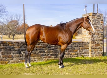 American Quarter Horse, Castrone, 13 Anni, 163 cm, Baio ciliegia