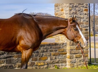 American Quarter Horse, Castrone, 13 Anni, 163 cm, Baio ciliegia