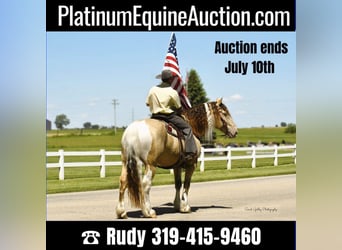 American Quarter Horse, Castrone, 13 Anni, 163 cm, Champagne