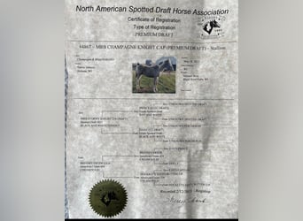American Quarter Horse, Castrone, 13 Anni, 163 cm, Champagne