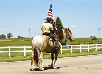American Quarter Horse, Castrone, 13 Anni, 163 cm, Champagne