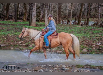 American Quarter Horse, Castrone, 13 Anni, 163 cm, Palomino