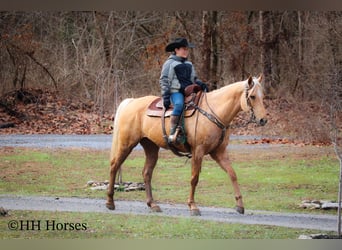 American Quarter Horse, Castrone, 13 Anni, 163 cm, Palomino