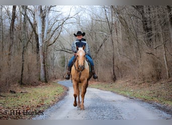 American Quarter Horse, Castrone, 13 Anni, 163 cm, Palomino