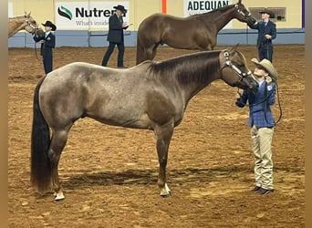 American Quarter Horse, Castrone, 13 Anni, 163 cm, Roano rosso