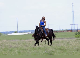 American Quarter Horse, Castrone, 13 Anni, Baio ciliegia