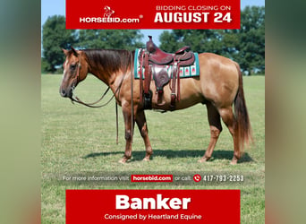 American Quarter Horse, Castrone, 13 Anni, Falbo