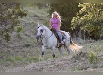 American Quarter Horse, Castrone, 13 Anni, Grigio
