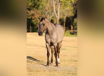 American Quarter Horse, Castrone, 13 Anni, Grullo