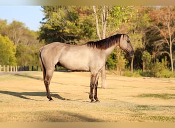 American Quarter Horse, Castrone, 13 Anni, Grullo