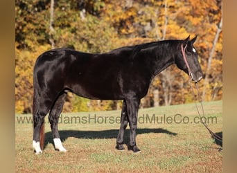 American Quarter Horse, Castrone, 13 Anni, Morello
