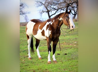 American Quarter Horse, Castrone, 13 Anni, Overo-tutti i colori