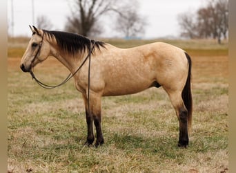 American Quarter Horse, Castrone, 13 Anni, Pelle di daino