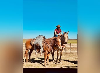 American Quarter Horse, Castrone, 13 Anni, Pelle di daino