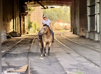 American Quarter Horse, Castrone, 13 Anni, Pelle di daino