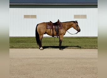 American Quarter Horse, Castrone, 13 Anni, Pelle di daino