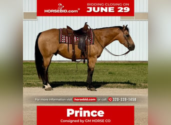 American Quarter Horse, Castrone, 13 Anni, Pelle di daino