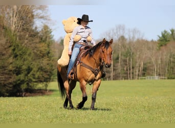 American Quarter Horse, Castrone, 13 Anni, Pelle di daino