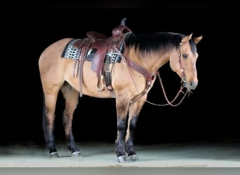 American Quarter Horse, Castrone, 13 Anni, Pelle di daino