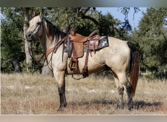 American Quarter Horse, Castrone, 13 Anni, Pelle di daino