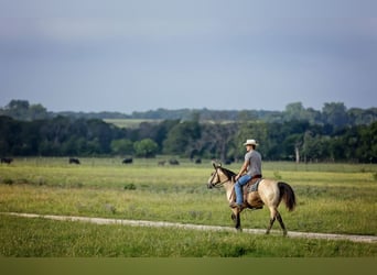 American Quarter Horse, Castrone, 13 Anni, Pelle di daino