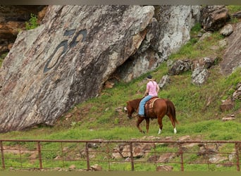 American Quarter Horse, Castrone, 13 Anni, Roano rosso