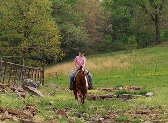 American Quarter Horse, Castrone, 13 Anni, Roano rosso