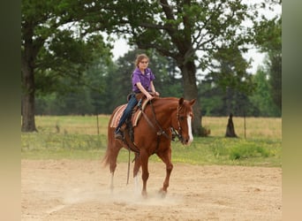 American Quarter Horse, Castrone, 13 Anni, Roano rosso