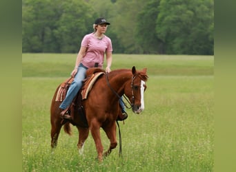 American Quarter Horse, Castrone, 13 Anni, Roano rosso