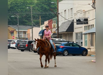 American Quarter Horse, Castrone, 13 Anni, Roano rosso