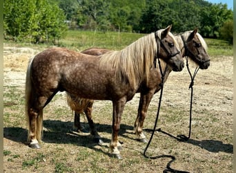 American Quarter Horse, Castrone, 14 Anni, 122 cm, Baio