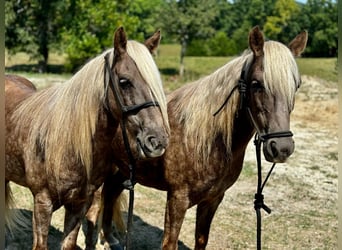 American Quarter Horse, Castrone, 14 Anni, 122 cm, Baio