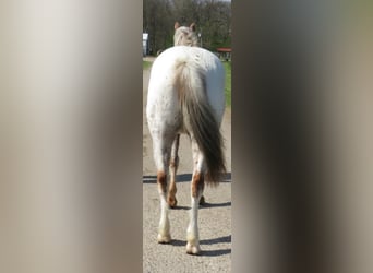 American Quarter Horse, Castrone, 14 Anni, 140 cm, Bianco