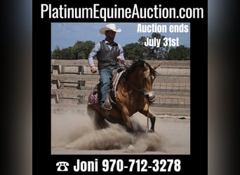American Quarter Horse, Castrone, 14 Anni, 140 cm, Pelle di daino