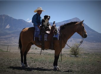 American Quarter Horse, Castrone, 14 Anni, 140 cm, Pelle di daino