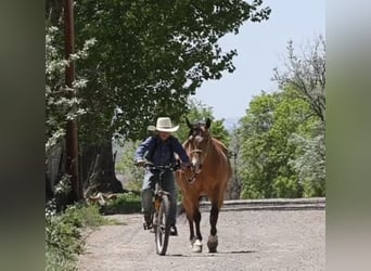 American Quarter Horse, Castrone, 14 Anni, 140 cm, Pelle di daino