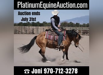 American Quarter Horse, Castrone, 14 Anni, 140 cm, Pelle di daino
