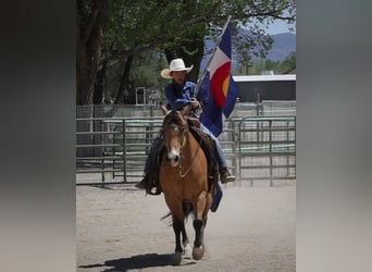 American Quarter Horse, Castrone, 14 Anni, 140 cm, Pelle di daino