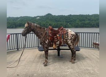 American Quarter Horse, Castrone, 14 Anni, 140 cm, Sauro scuro