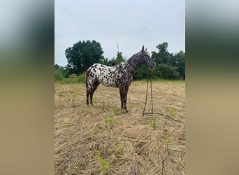 American Quarter Horse, Castrone, 14 Anni, 140 cm, Sauro scuro