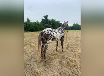American Quarter Horse, Castrone, 14 Anni, 140 cm, Sauro scuro