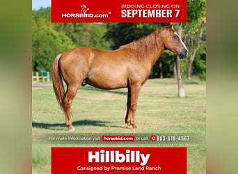 American Quarter Horse, Castrone, 14 Anni, 142 cm, Falbo