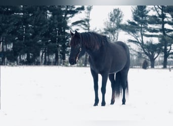 American Quarter Horse, Castrone, 14 Anni, 142 cm, Morello