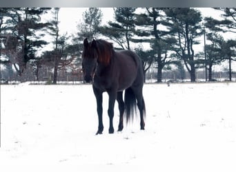 American Quarter Horse, Castrone, 14 Anni, 142 cm, Morello