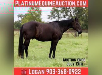 American Quarter Horse, Castrone, 14 Anni, 142 cm, Morello