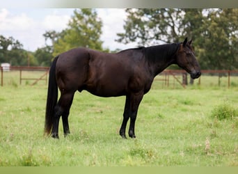 American Quarter Horse, Castrone, 14 Anni, 142 cm, Morello