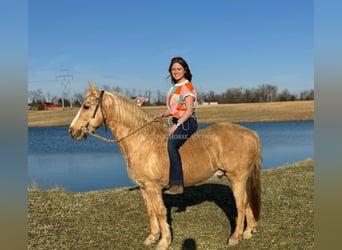 American Quarter Horse, Castrone, 14 Anni, 142 cm, Palomino