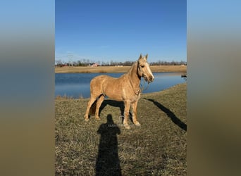 American Quarter Horse, Castrone, 14 Anni, 142 cm, Palomino