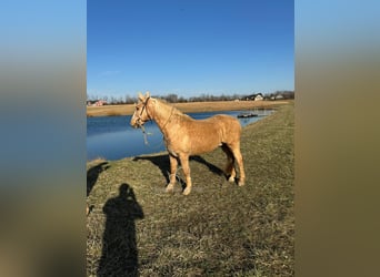 American Quarter Horse, Castrone, 14 Anni, 142 cm, Palomino